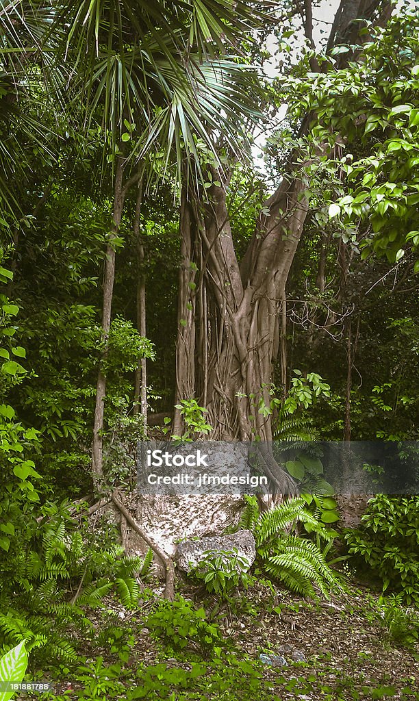 Vecchio albero e radici rock nella foresta pluviale - Foto stock royalty-free di Albero