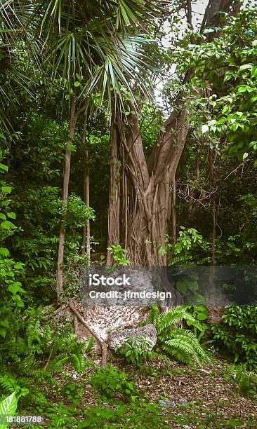 Foto de Velha Árvore Com Raízes E Pedras Na Floresta Tropical e mais fotos de stock de Antigo