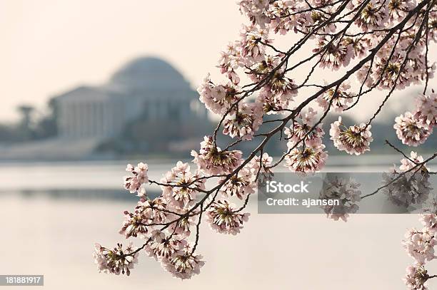 Cherry Blossom Mit Jefferson Memorial Out Of Focus Stockfoto und mehr Bilder von Baum - Baum, Baumblüte, Bildschärfe
