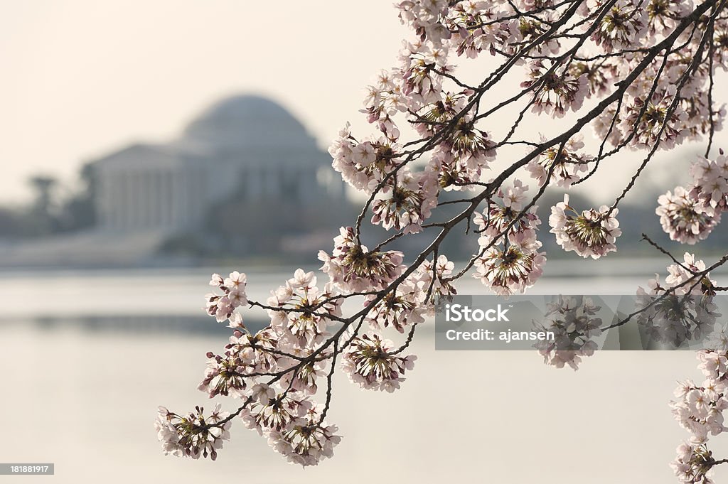 벚꽃, 제퍼슨 기념관 초점 밖으로 - 로열티 프리 0명 스톡 사진