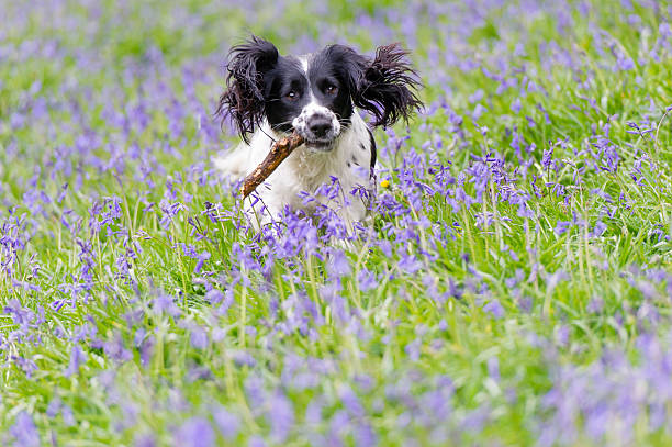 istock Fun in the bluebells 181882055