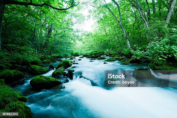 Foto de Fluxo De Woodland e mais fotos de stock de Arbusto - Arbusto, Bosque - Floresta, Corredeira - Rio