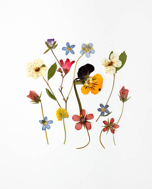 istock Assorted dried wildflowers arranged against white background 181882220