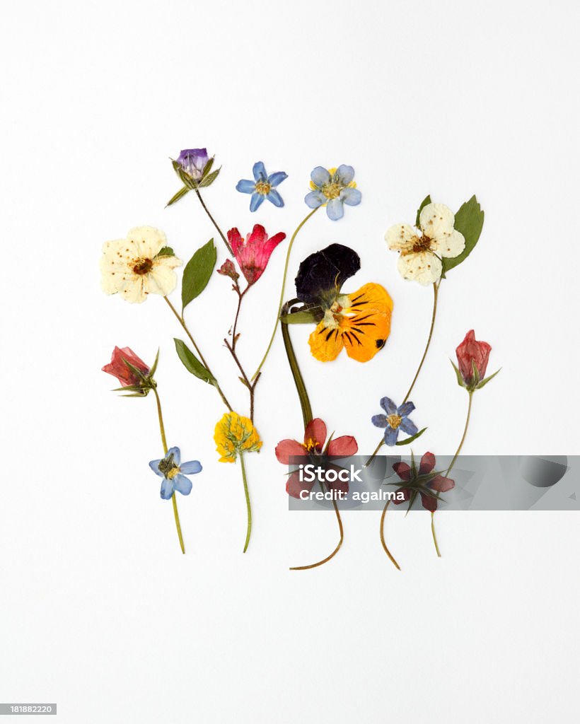 Assorted Dried Wildflowers Arranged Against White Background Stock