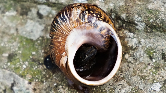 A similar snail is on its way to show itself to the outside world.