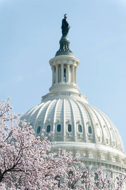 istock cherry blossoms at Capitol hill 181882326