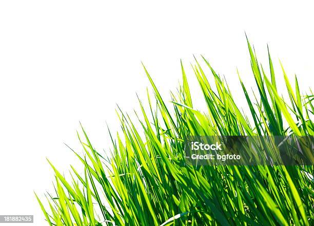 Grass On White Stock Photo - Download Image Now - Blade of Grass, Bright, Close-up