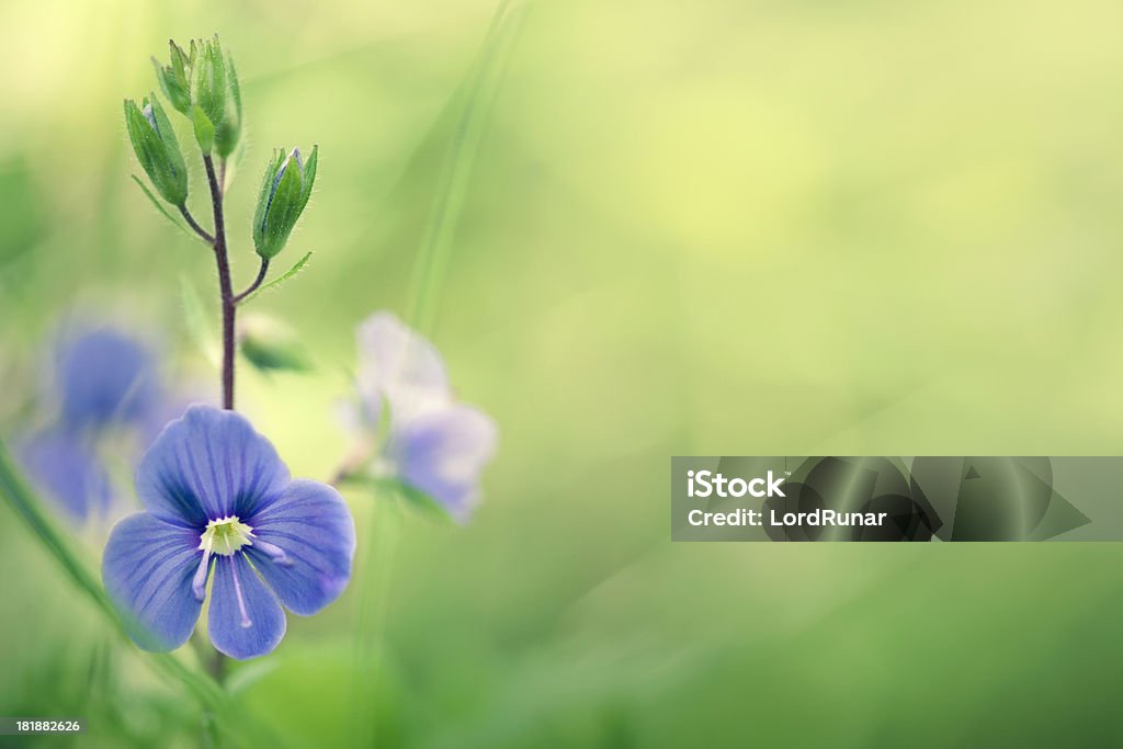 Fleurs sauvages Prairie - Photo de Beauté de la nature libre de droits