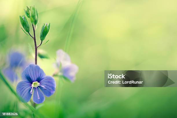 Meadow Fiori Selvatici - Fotografie stock e altre immagini di Ambientazione esterna - Ambientazione esterna, Bellezza naturale, Blu