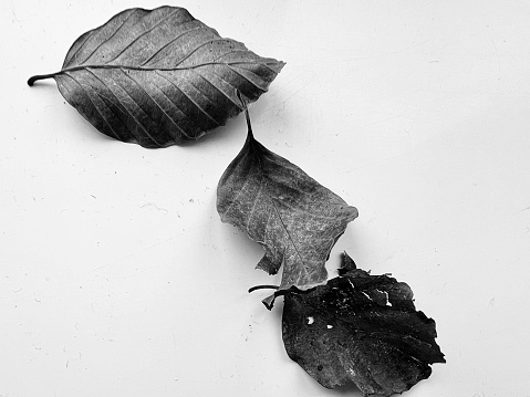 An arrangement of dried leaves against a white background