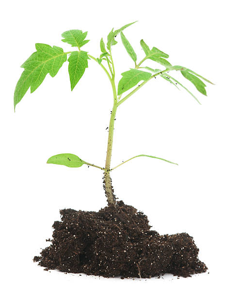 istock Young tomato plant in dirt isolated on white 181882938