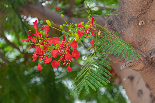 Delonix regia in bloom