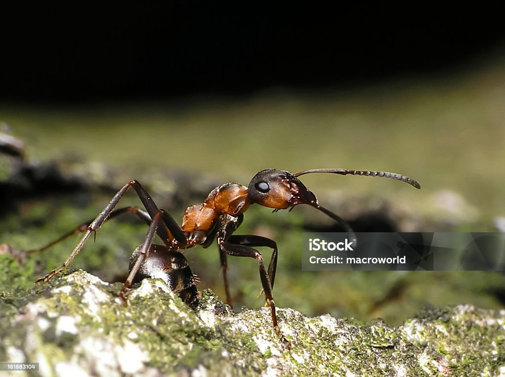 Ant-Close up Abdomen Stock Photo