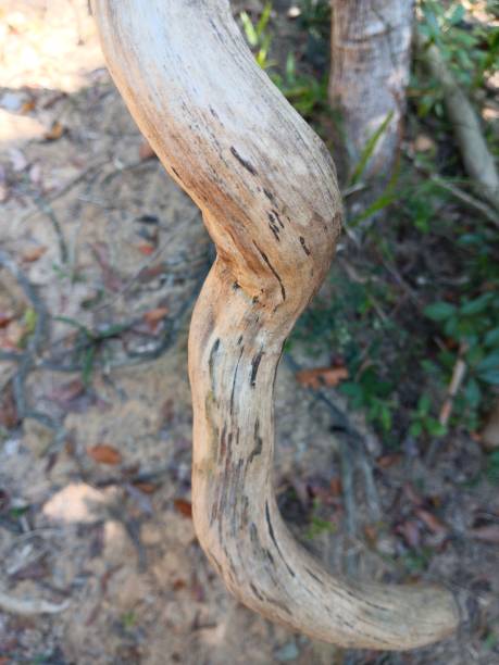 istock Old, dried, thick, hanging stem of climbing plants 1818831813