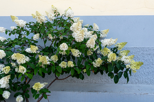 The hydrangea genus includes all woody shrubs and climbers that were introduced to Europe from China and Japan in the second half of the 1800s.