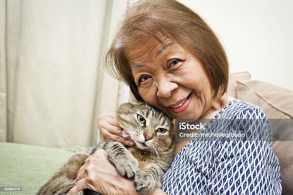 Animais de estimação - Foto de stock de Gato doméstico royalty-free