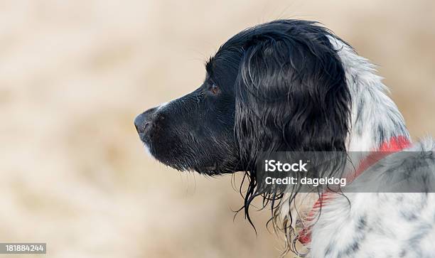 Photo libre de droit de En Attendant Le Masters De Retour banque d'images et plus d'images libres de droit de Animaux de compagnie - Animaux de compagnie, Attendre, Chien