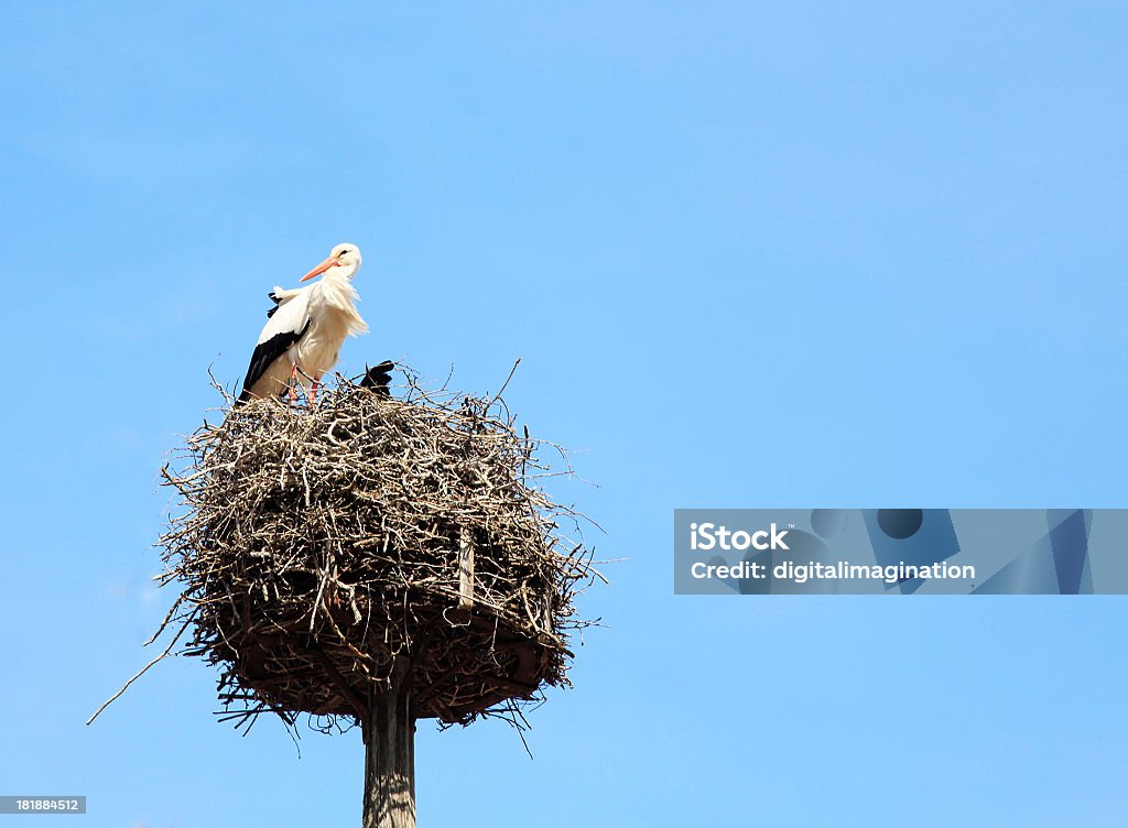 Cegonha Nest - Foto de stock de Alemanha royalty-free