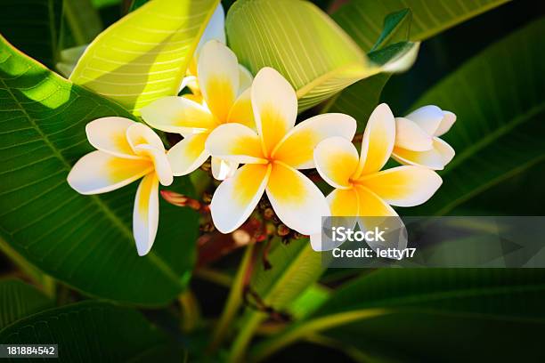 Foto de Frangipana e mais fotos de stock de Amarelo - Amarelo, Beleza natural - Natureza, Branco