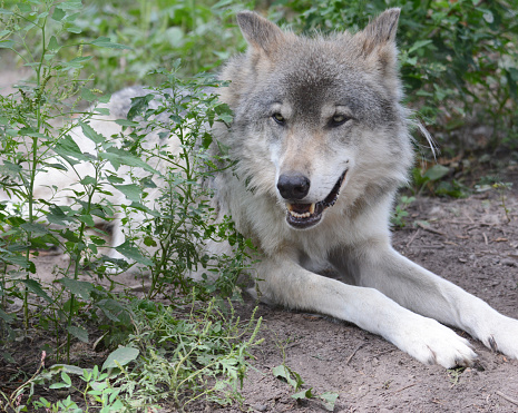 Summer closeup of a North American timber wolf resting contently  in a habitat of green foliage.