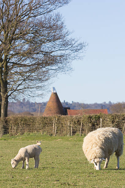 овец в графстве кент, англия - oast house vertebrate sheep farm kent стоковые фото и изображения