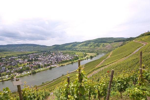 istock Vineyards and Village 181884844