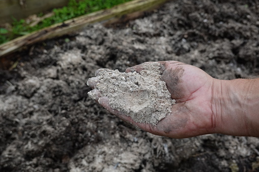 farmer's hand holds handful of ash for use in vegetable garden as fertilizer