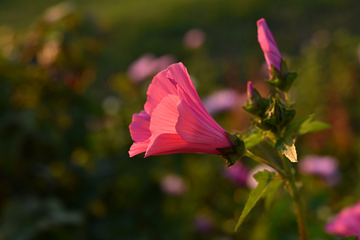 Beautiful bright flowers of lavatera in the summer garden at sunset. Lavatera trimestris. Juicy mallow flowers.