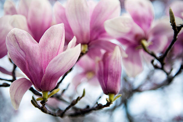 Fleurs Tulip Tree - Photo