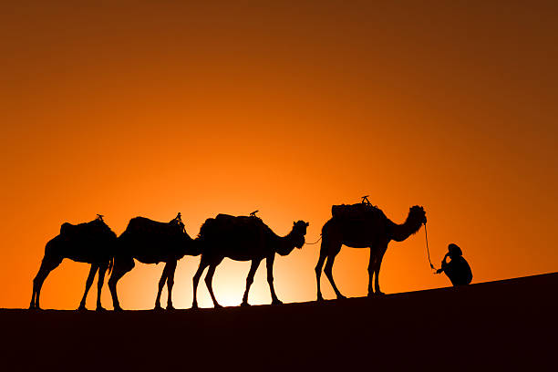 istock Desert Camel Caravan Silhouette at Sunset 181885872