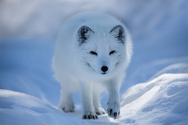 istock White arctic fox walking in the snow 181885881