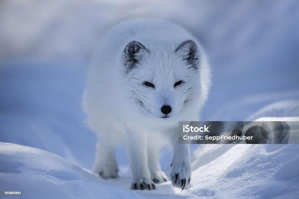 White arctic fox walking in the snow White arctic fox in his winter coat is walking in the snow. He is looking and coming to the camera. Spitsbergen Stock Photo