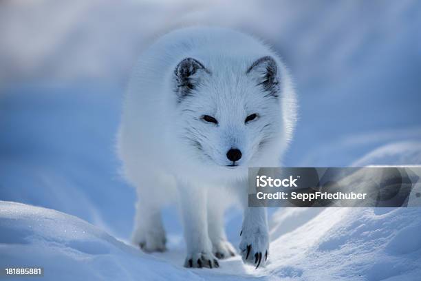 White Arctic Fox Walking In The Snow Stock Photo - Download Image Now - Spitsbergen, Arctic Fox, Svalbard Islands