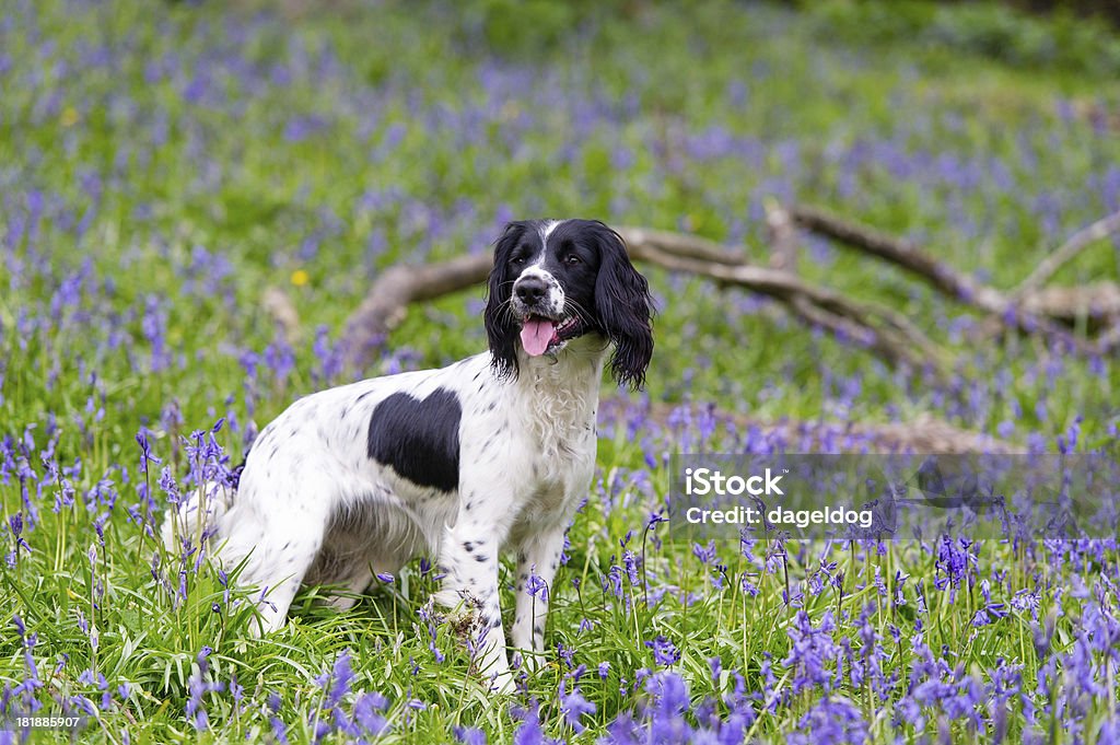 Bluebell bosque - Foto de stock de Springer Spaniel libre de derechos