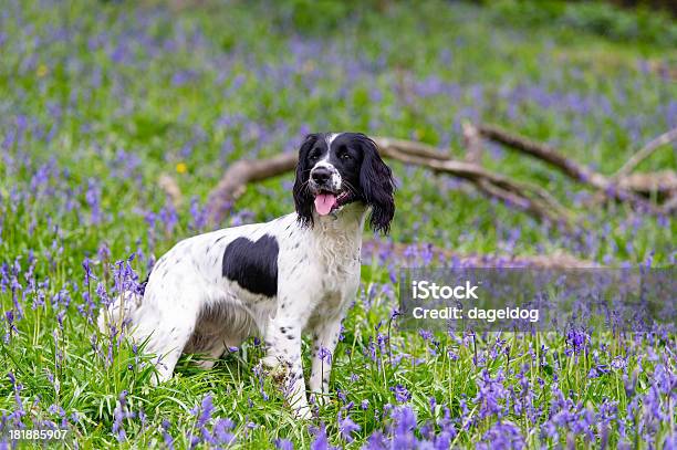 Dzwonek Forest - zdjęcia stockowe i więcej obrazów Springer spaniel - Springer spaniel, Anglia, Cheshire - Anglia