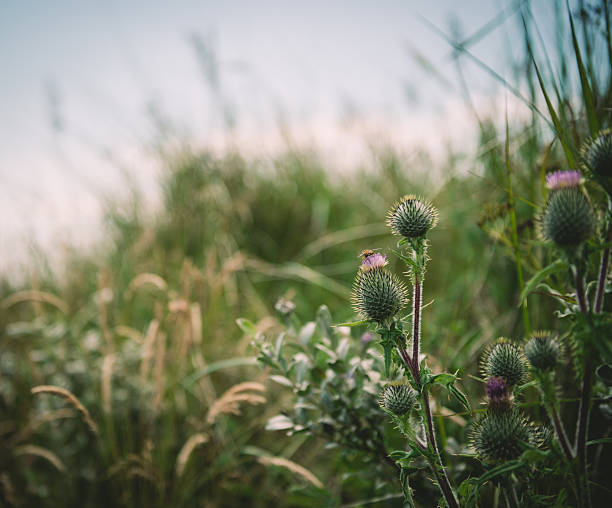 밀크시슬 - wildflower vibrant color outdoors full frame 뉴스 사진 이미지