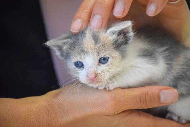 istock portrait of a small newborn cat 1818862773