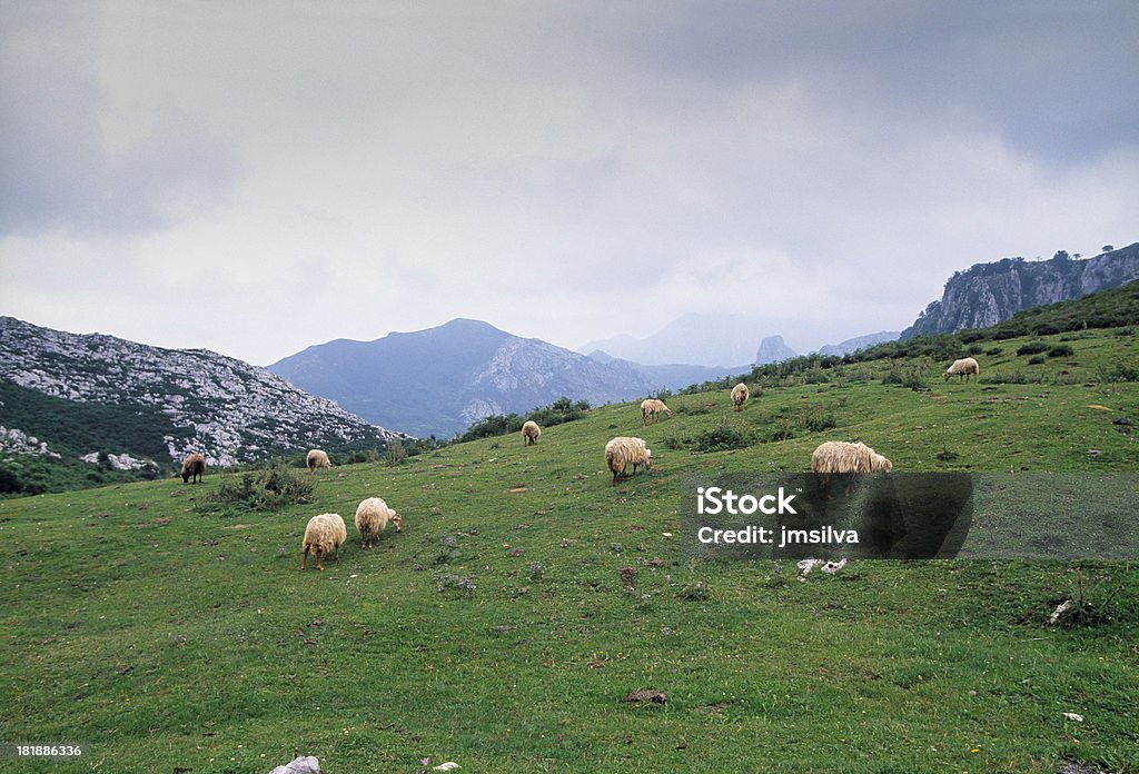 Peaks Of Europe "Sheep eating grass on a mountain praire, Picos De Europa, Spain" Agriculture Stock Photo