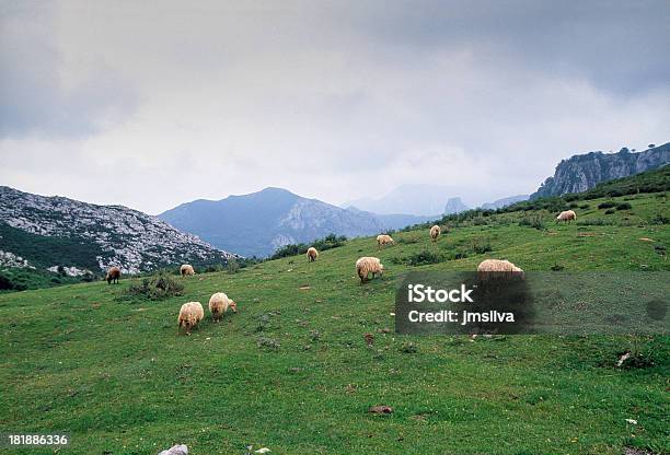 Peaks Of Europe Stock Photo - Download Image Now - Agriculture, Animal, Animal Themes