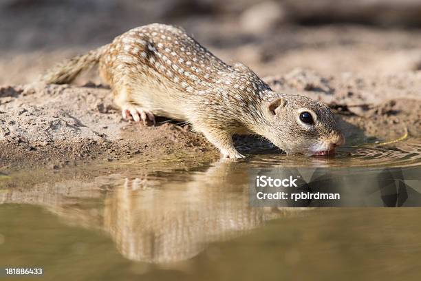 멕시코 땅다람쥐 다람쥐에 대한 스톡 사진 및 기타 이미지 - 다람쥐, 동물, 땅다람쥐