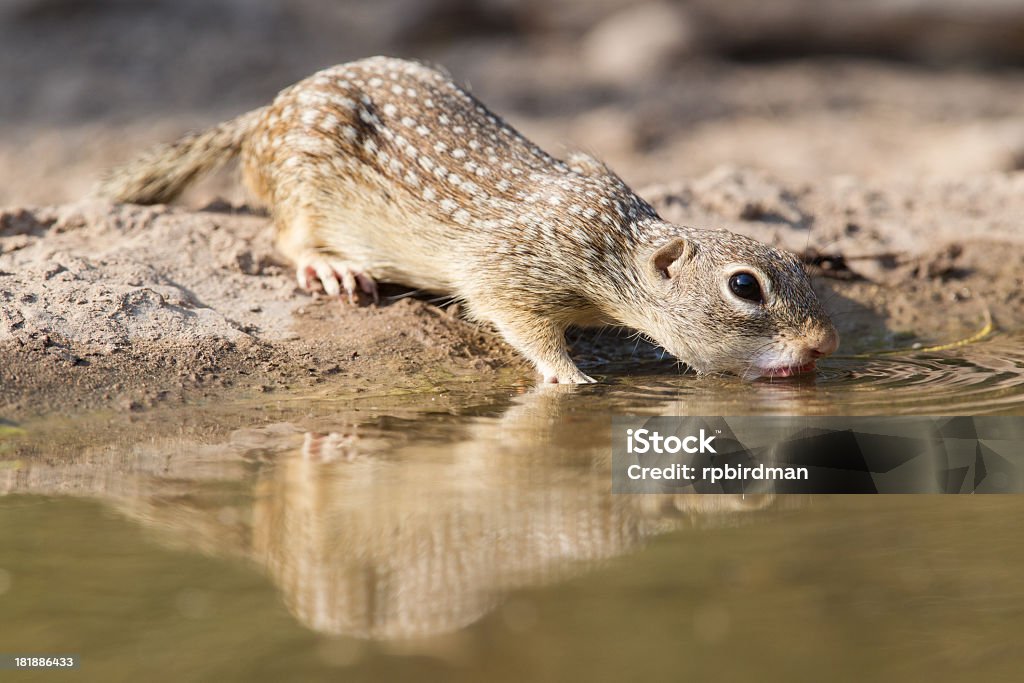 Esquilo terrestre mexicana - Foto de stock de Animal royalty-free