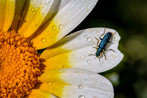 Closeup from an insect eatting pollen from a daisy, in Greece