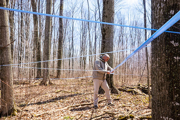 homem verificação de xarope, de bordo (ácer) tubos de recolha - sugarbush imagens e fotografias de stock