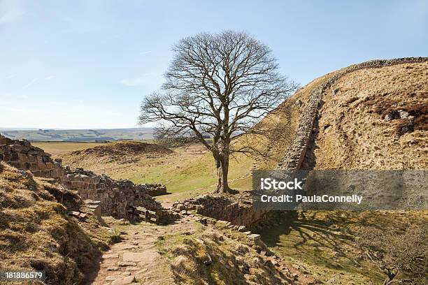 Sycamore Gap Hadrians Wall Stock Photo - Download Image Now - Ancient, Archaeology, Architectural Feature