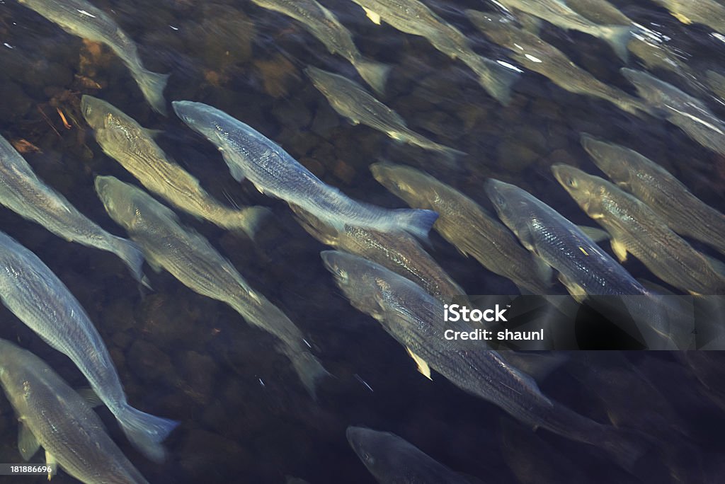 School of Striped Bass Striped bass make their annual migration upstream from the ocean to spawn. Striped Bass Stock Photo