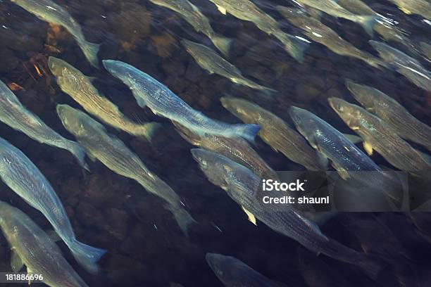 School Of Striped Bass Stock Photo - Download Image Now - Striped Bass, Animal, Animal Migration