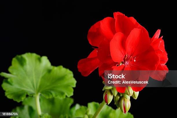 Geranio Flor Roja Foto de stock y más banco de imágenes de Belleza - Belleza, Belleza de la naturaleza, Buqué
