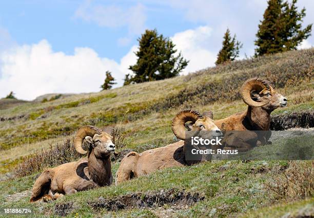 Herde Von Bighorn Sheeps In Den Kanadischen Rockies Banff Kanada Stockfoto und mehr Bilder von Anhöhe