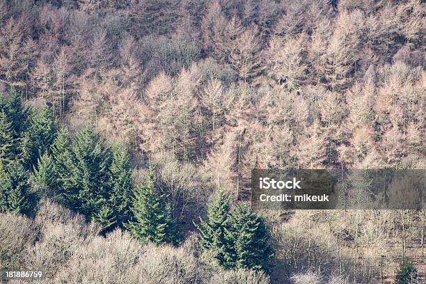 Alberi Di Una Foresta Di Inverno - Fotografie stock e altre immagini di Albero - Albero, Ambientazione esterna, Bosco