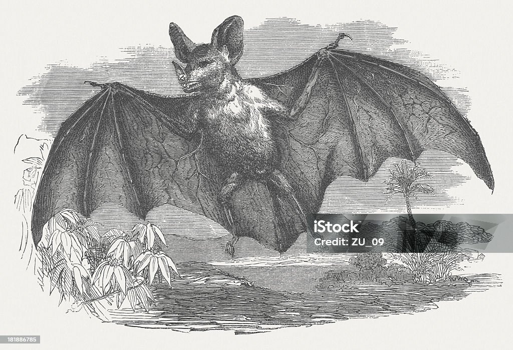 Morcego-vampiro - Royalty-free América Central Ilustração de stock